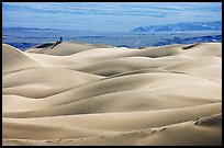 Dune ridges with photographer in the distance, Mesquite Sand Dunes, morning. Death Valley National Park, California, USA.