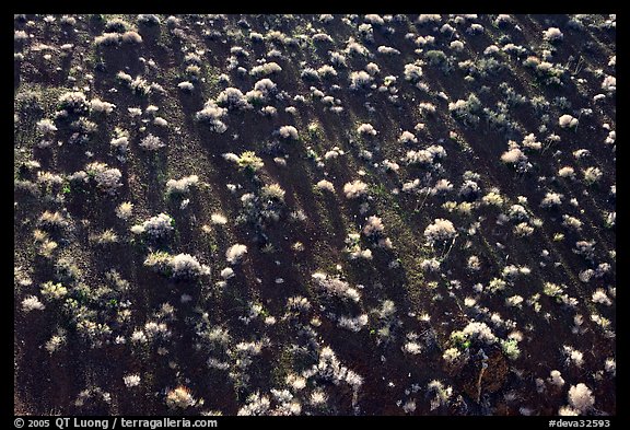 Sage bushes on steep slope. Death Valley National Park, California, USA.