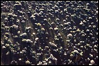 Sage bushes on steep slope. Death Valley National Park, California, USA.