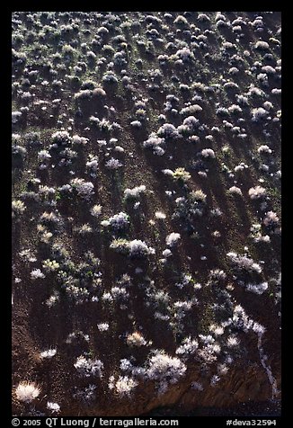 Sagebrush on hillsidee. Death Valley National Park, California, USA.