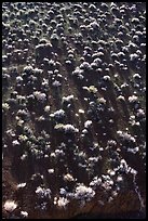 Sagebrush on hillsidee. Death Valley National Park, California, USA.