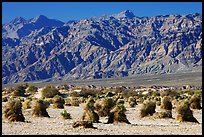 Devil's cornfield and Armagosa Mountains. Death Valley National Park ( color)