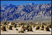 Devil's cornfield and Armagosa Mountains. Death Valley National Park, California, USA.