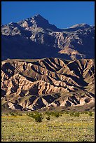 Yellow wildflowers in bloom belows the Armagosa Mountains, late afternoon. Death Valley National Park, California, USA.