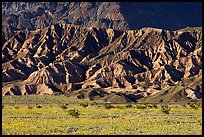 Yellow wildflowers and buttes, late afternoon. Death Valley National Park ( color)