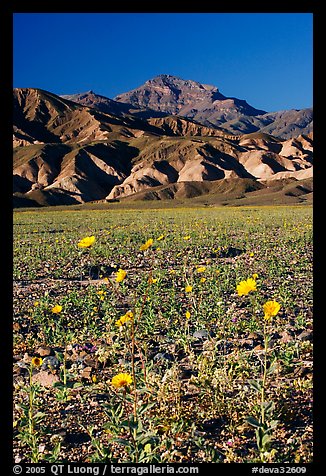 Desert Gold in bloom on flats bellow the Armagosa Mountains, late afternoon. Death Valley National Park (color)