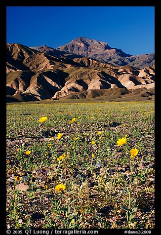 Desert Gold in bloom on flats bellow the Armagosa Mountains, late afternoon. Death Valley National Park, California, USA.