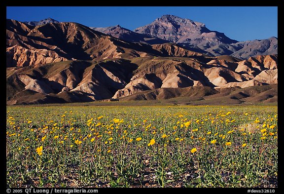 Desert Gold blooming on flats bellow the Armagosa Mountains, late afternoon. Death Valley National Park (color)