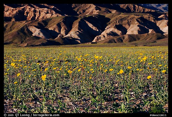 Desert Gold in bloom and badlands, late afternoon. Death Valley National Park (color)