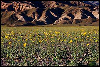 Desert Gold in bloom and badlands, late afternoon. Death Valley National Park, California, USA. (color)