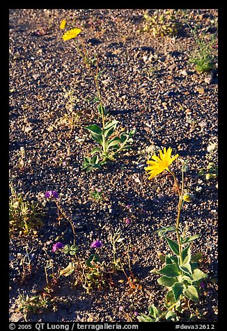 Desert Gold blooming out of desert flat. Death Valley National Park, California, USA.