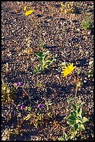 Desert Gold blooming out of desert flat. Death Valley National Park, California, USA.