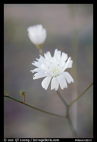 Primerose. Death Valley National Park, California, USA.