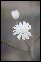 Primerose. Death Valley National Park, California, USA. (color)