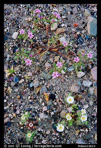 Desert wildflowers. Death Valley National Park, California, USA.