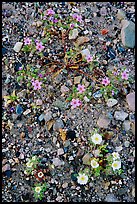 Desert wildflowers. Death Valley National Park, California, USA.