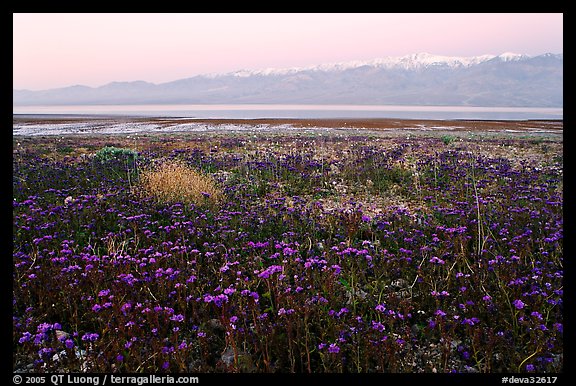 Phacelia and Panamint range at dawn. Death Valley National Park, California, USA.