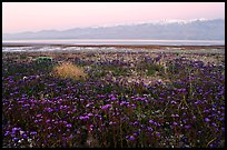 Phacelia and Panamint range at dawn. Death Valley National Park, California, USA. (color)