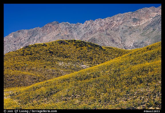 Hills covered with Desert Gold and Smith Mountains, morning. Death Valley National Park, California, USA.