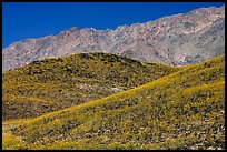 Hills covered with Desert Gold and Smith Mountains, morning. Death Valley National Park, California, USA.