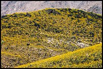 Hills covered with rare carpet of yellow wildflowers. Death Valley National Park, California, USA. (color)