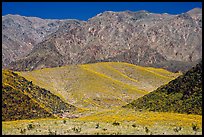 Hills covered with yellow blooms and Smith Mountains, morning. Death Valley National Park, California, USA.