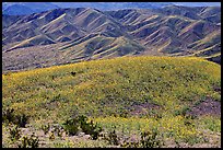 Butte and Owlshead Mountains, dotted with wildflowers. Death Valley National Park, California, USA. (color)