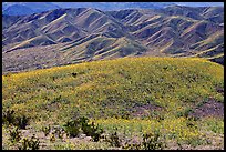 Butte and Owlshead Mountains, dotted with wildflowers. Death Valley National Park, California, USA.