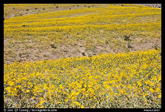 Ridges near Ashford Mill carpetted with Desert Gold. Death Valley National Park (color)