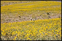 Ridges near Ashford Mill carpetted with Desert Gold. Death Valley National Park ( color)