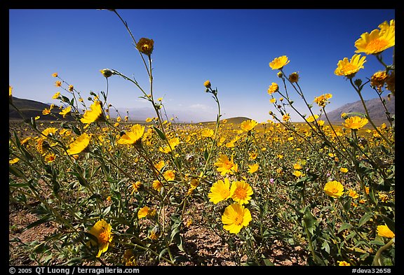 Desert Gold seen close, with Valley in the background near Ashford Mill. Death Valley National Park (color)