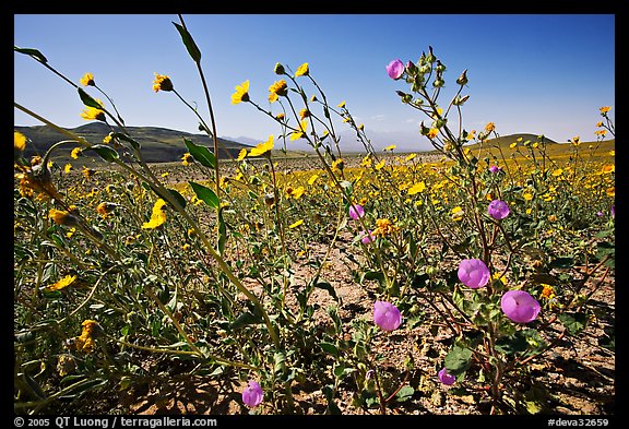 Desert Gold and Desert Five Spot, with Valley in the background near Ashford Mill. Death Valley National Park (color)