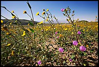 Desert Gold and Desert Five Spot, with Valley in the background near Ashford Mill. Death Valley National Park ( color)