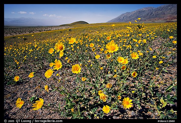 Desert Gold seen close, with Shoreline Butte and Valley in the background near Ashford Mill. Death Valley National Park (color)