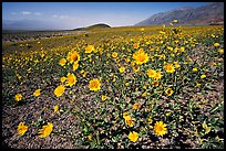 Desert Gold seen close, with Shoreline Butte and Valley in the background near Ashford Mill. Death Valley National Park, California, USA. (color)