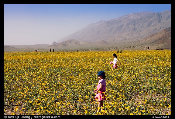 Children in a carpet of Desert Gold near Ashford Mill. Death Valley National Park (color)