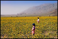 Children in a carpet of Desert Gold near Ashford Mill. Death Valley National Park ( color)
