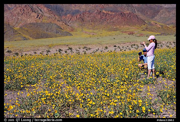 Couple videotaping and photographing in a field of Desert Gold near Ashford Mill. Death Valley National Park, California, USA.