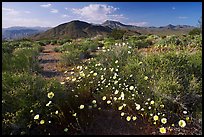 High desert with Desert Dandelion flowers n. Death Valley National Park ( color)