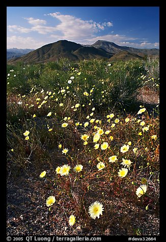 Desert Dandelion flowers above Jubilee Pass, afternoon. Death Valley National Park, California, USA.