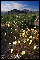 Desert Dandelion flowers above Jubilee Pass, afternoon. Death Valley National Park ( color)