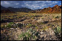 Gravel Ghost wildflowers and Black Mountains below Jubilee Pass, late afternoon. Death Valley National Park ( color)