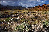 Gravel Ghost wildflowers and Black Mountains below Jubilee Pass, late afternoon. Death Valley National Park, California, USA.