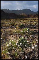 Desert with Gravel Ghost wildflowers and Black Mountains. Death Valley National Park, California, USA.