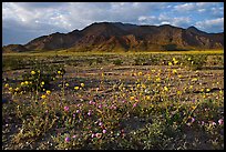 Wildflowers and Black Mountains below Jubilee Pass, late afternoon. Death Valley National Park, California, USA. (color)