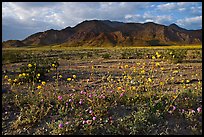 Wildflowers and Black Mountains below Jubilee Pass, late afternoon. Death Valley National Park, California, USA.