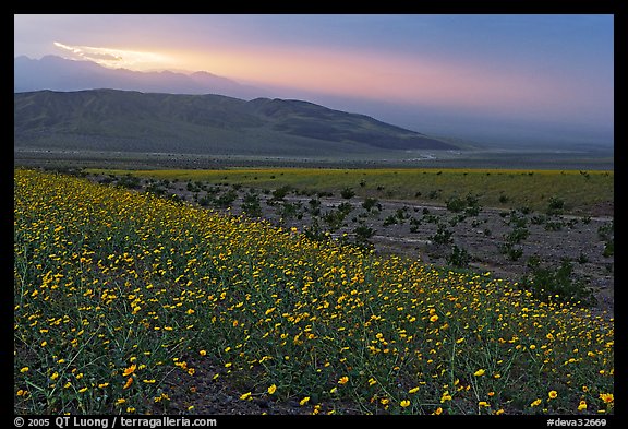 Field of Desert Gold and Owlshead Mountains near Ashford Mill, sunset. Death Valley National Park (color)