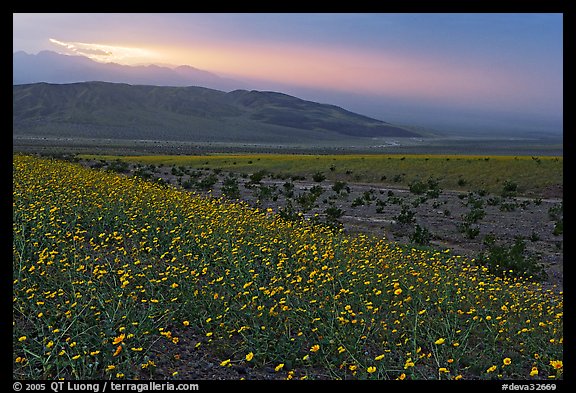 Field of Desert Gold and Owlshead Mountains near Ashford Mill, sunset. Death Valley National Park, California, USA.