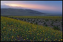 Field of Desert Gold and Owlshead Mountains near Ashford Mill, sunset. Death Valley National Park ( color)