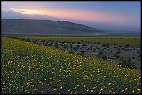 Field of Desert Gold and Owlshead Mountains near Ashford Mill, sunset. Death Valley National Park, California, USA.